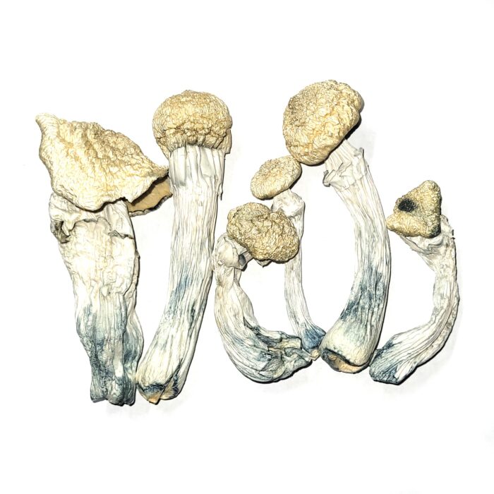 Buy Albino Penis Envy (APE) Online Czech Republic