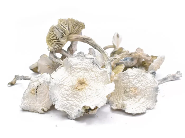 Buy Albino A+ Magic Mushrooms Czechia