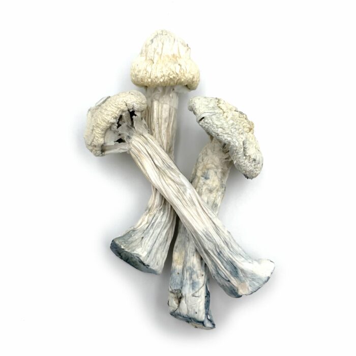 Buy Avery Albino mushroom Czechia