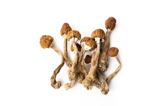 Psilocybe Semilanceata For Sale Online Czechia
