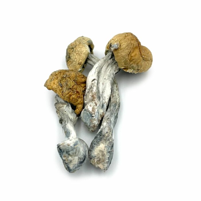 Buy Mazatapec Magic Mushroom Czech Republic
