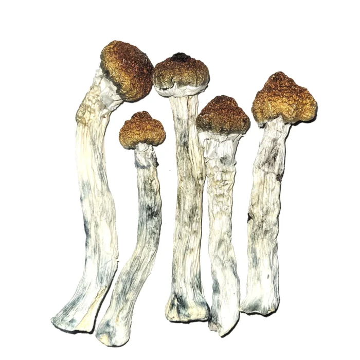 Psilocybe Azurescens For Sale Czechia