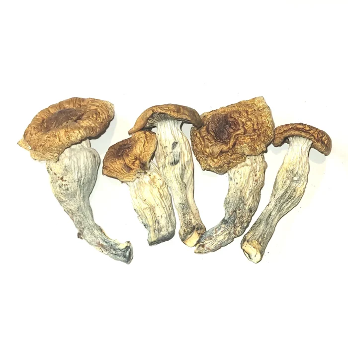 Tidal Wave Magic Mushrooms For Sale Czechia